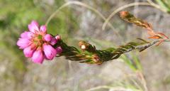 Erica abietina constantiana