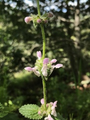 Stachys rigida
