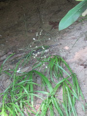 Stenanthium diffusum