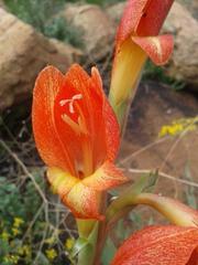 Gladiolus dalenii dalenii