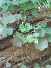 Ageratina luciae-brauniae