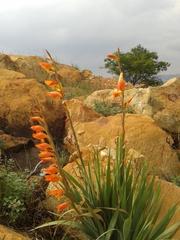 Gladiolus dalenii dalenii