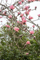 Magnolia campbellii