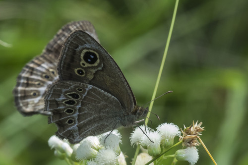 Mariposa Dos Puntos Ocelada