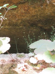 Mononeuria cumberlandensis