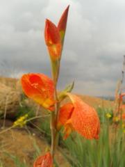 Gladiolus dalenii dalenii