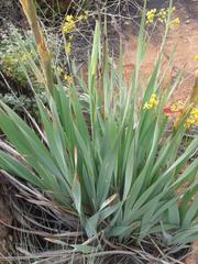 Gladiolus dalenii dalenii