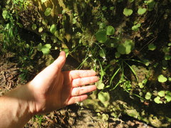 Stenanthium diffusum