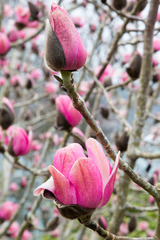 Magnolia campbellii