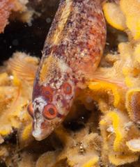 Pavoclinus profundus