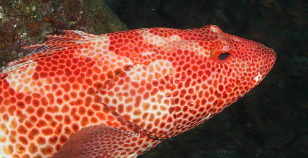 Striped-Fin Grouper