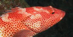 Epinephelus posteli