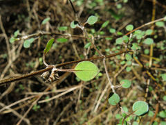 Teucrium parvifolium