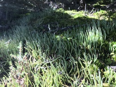 Cladonia cornuta cornuta