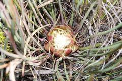 Protea intonsa