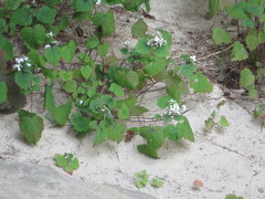 Ageratina luciae-brauniae