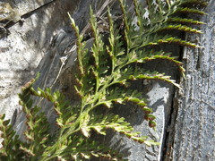 Asplenium appendiculatum