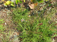 Eurybia surculosa