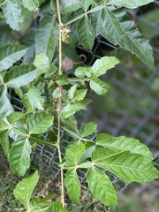 Paullinia pinnata
