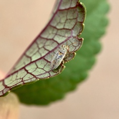 Germalus victoriae