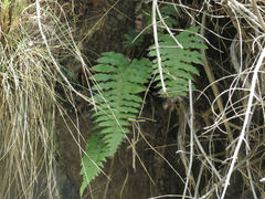 Cranfillia vulcanica