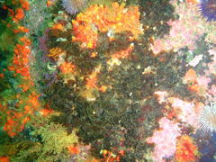 Exallosorus harveyanus