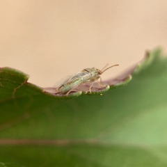 Germalus victoriae