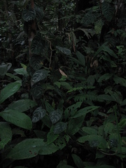 Philodendron hederaceum