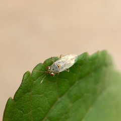 Germalus victoriae
