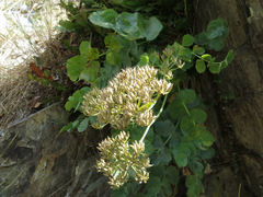 Gingidia grisea