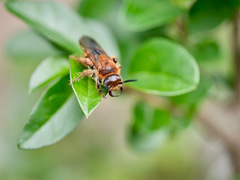 Xanthocampsomeris limosa