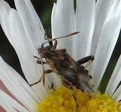 Stictopleurus scutellaris