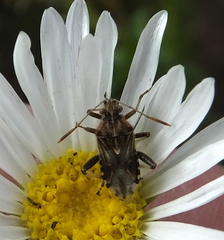 Stictopleurus scutellaris