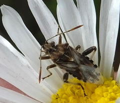 Stictopleurus scutellaris
