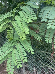 Albizia procera