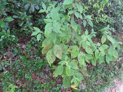 Clethra acuminata