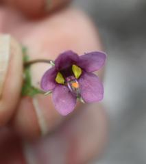 Diascia elongata
