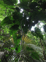 Philodendron hederaceum