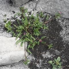 Diascia elongata