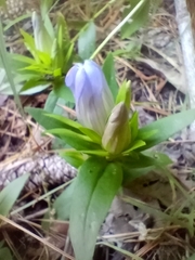 Gentiana catesbaei