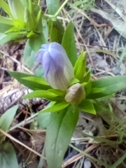 Gentiana catesbaei