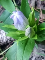 Gentiana catesbaei