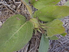 Crabbea ovalifolia