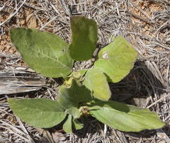 Crabbea ovalifolia