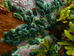 Pentacta doliolum