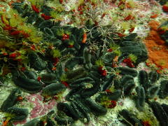 Pentacta doliolum