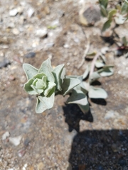 Atriplex leucophylla