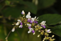 Sohmaea laxiflora