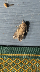 Spodoptera frugiperda