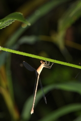 Lestes viridulus
